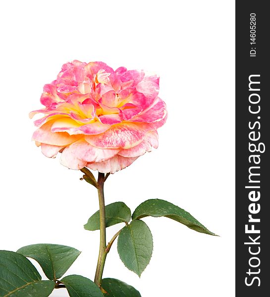 Beautiful rose over white background