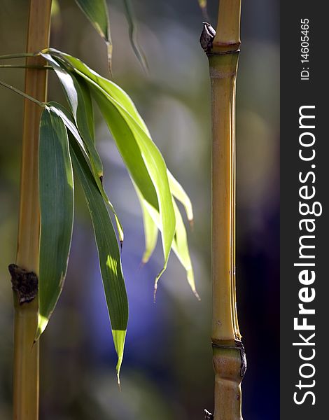 Closeup to the green bamboo tree in California. Closeup to the green bamboo tree in California