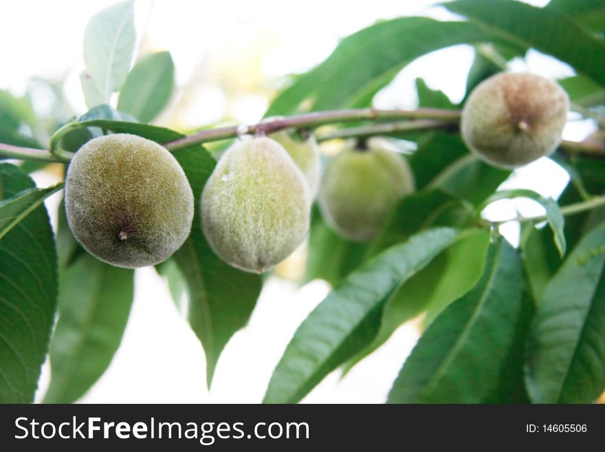 Green walnuts on tree over white