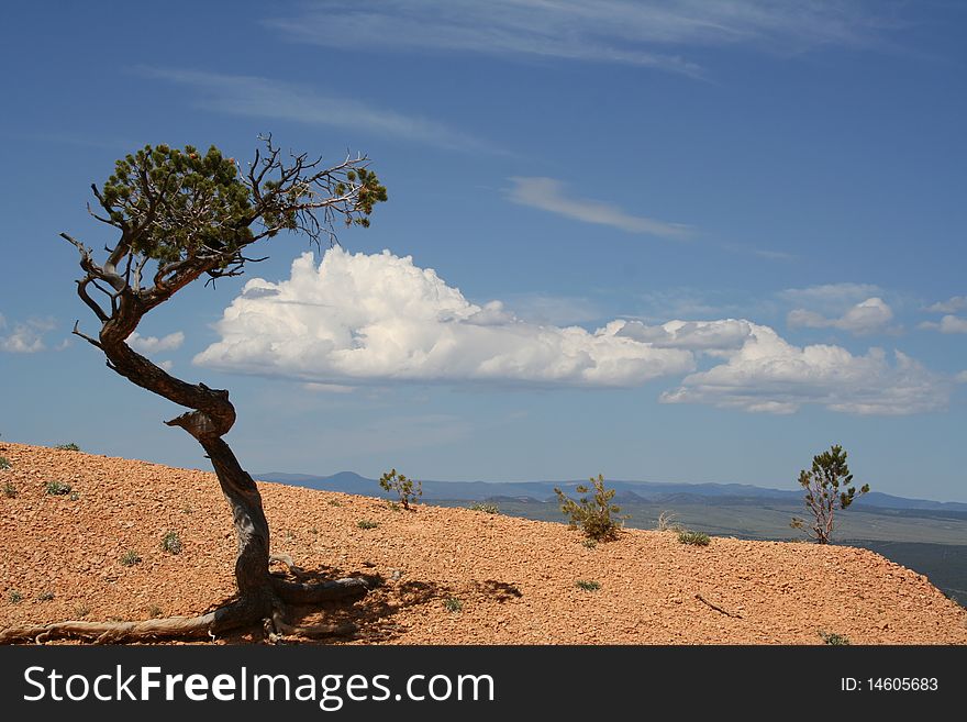 A tough Bristlecone Pine in Red Canyon in the Dixie National Forest in Utah. A tough Bristlecone Pine in Red Canyon in the Dixie National Forest in Utah