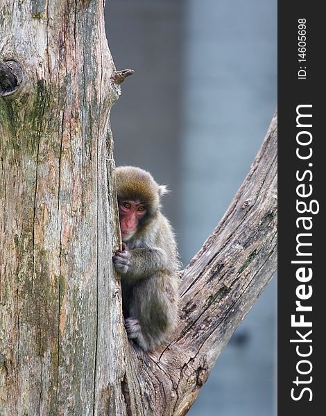 Macaque (Snow) Monkey's relaxing in their environment.