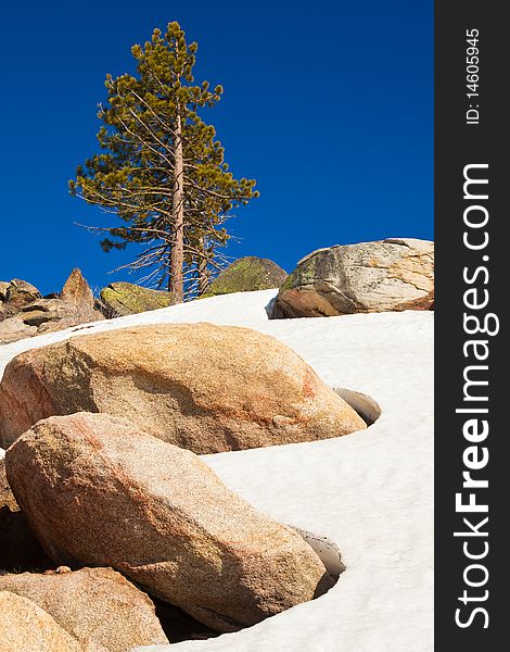 Lone tree at Smith Peak in Yosemite National Park, California.