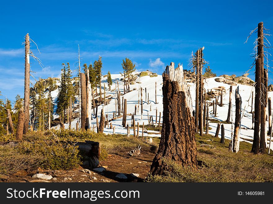 Trail through burnt forest at Smith Peak, Yosemite National Park. Trail through burnt forest at Smith Peak, Yosemite National Park.