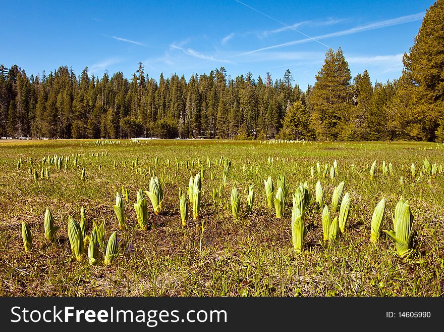 Spring at Smith Meadows in Yosemite National Park, California.