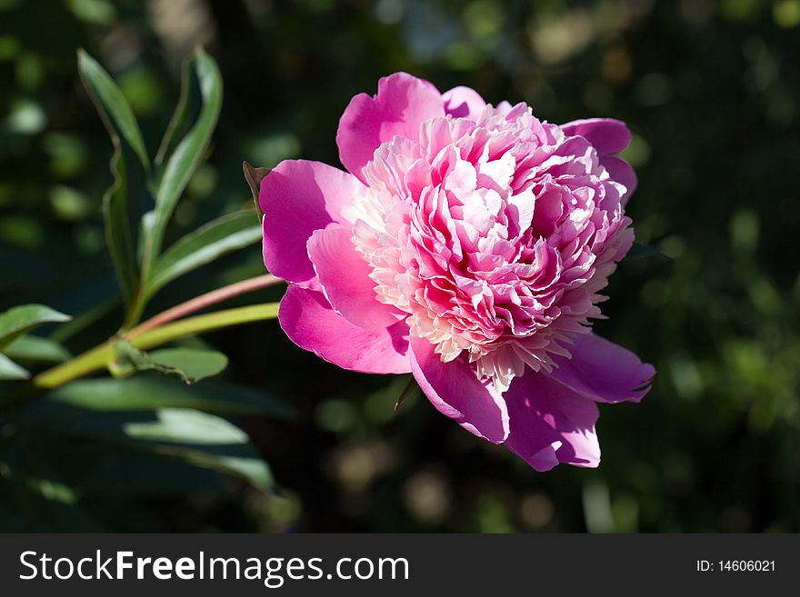 A Rose - perennial flower shrub vine of genus Rosa