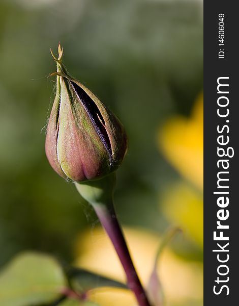 Close - up of rose bud and petals. Close - up of rose bud and petals