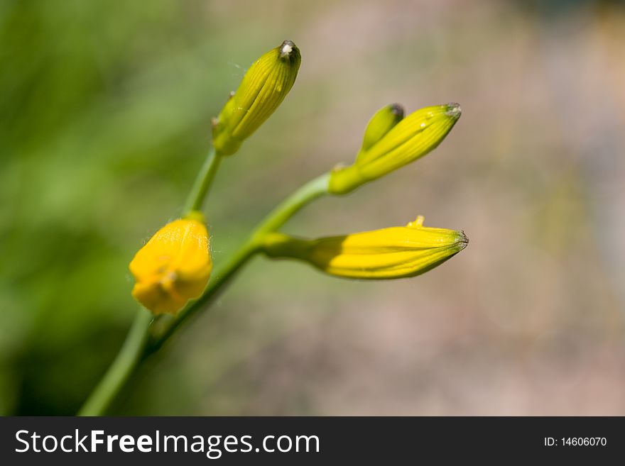 Blooming yellow orchid in the garden