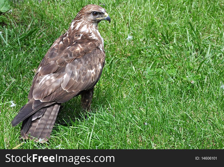 Falcon bird in the grass