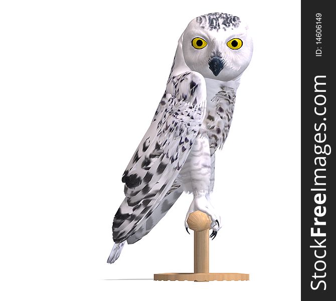 Snowy Owl Bird. 3D rendering with clipping path