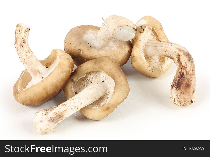 Four mushrooms on a white background