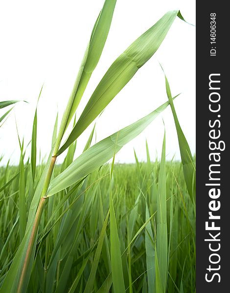 Reed in the marsh in summer