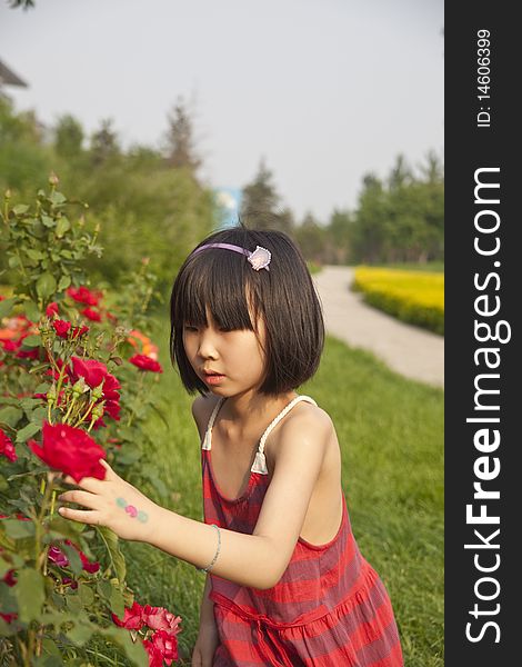 The asian girl is touching the red rose flowers in summer. The asian girl is touching the red rose flowers in summer