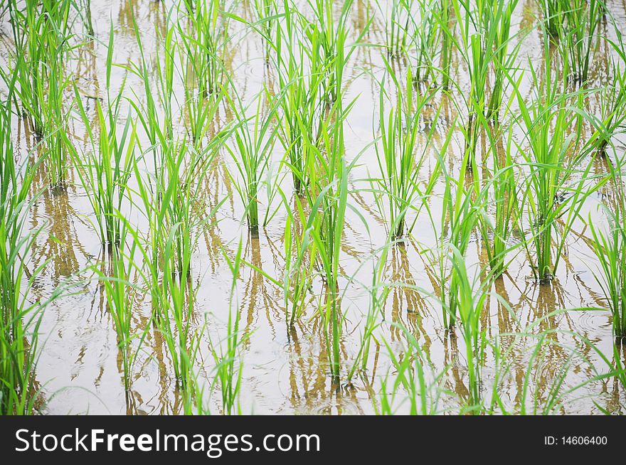Seedlings of cereal crops，riceshoots。