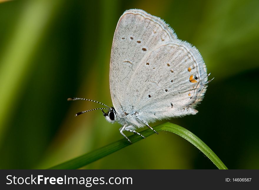 An eastern tailed blue resting on grass