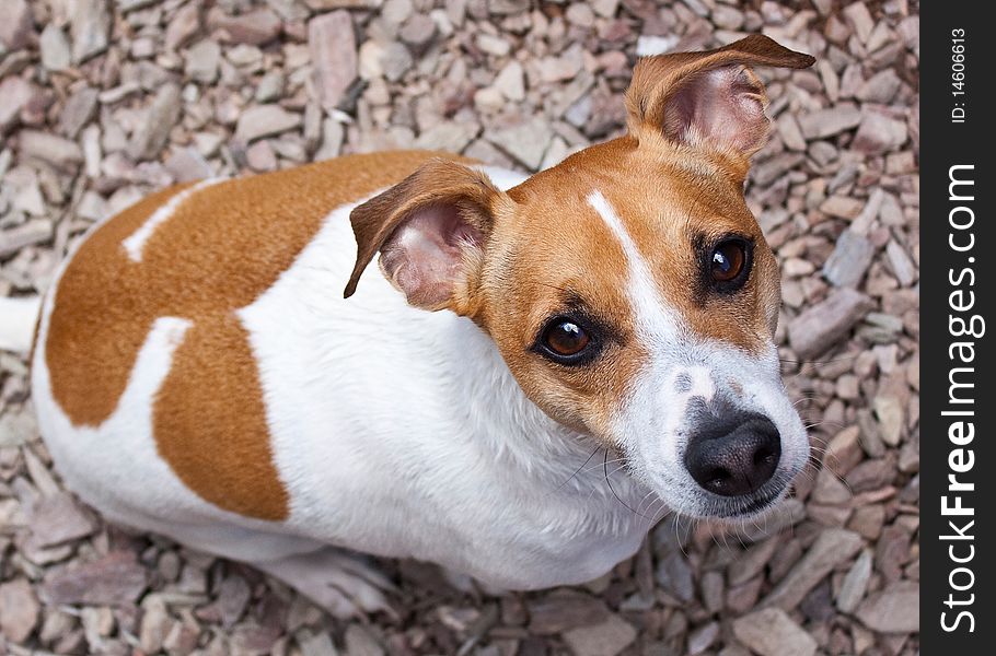 Adult Jack Russell Terrier looking up from the ground
