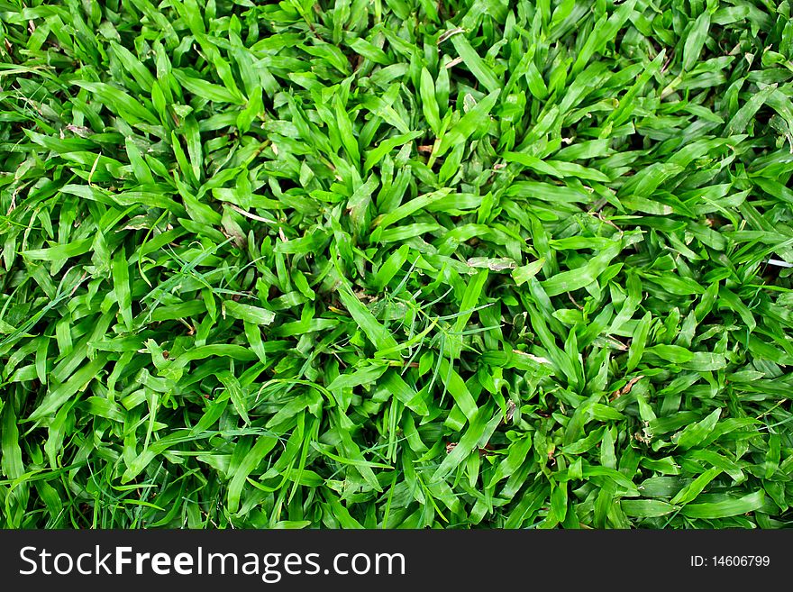 Green grass as a background texture. Green grass as a background texture