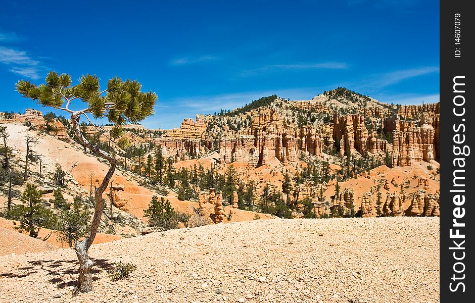 One of many pine trees in Bryce Canyon surviving in the desert environment. One of many pine trees in Bryce Canyon surviving in the desert environment