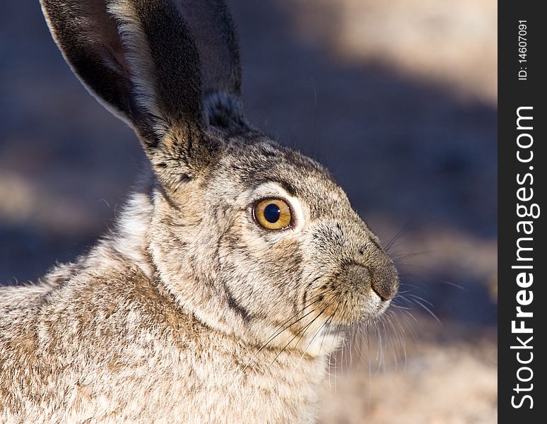 Portrait of this Jack Rabbit in the desert near Escalente. Portrait of this Jack Rabbit in the desert near Escalente