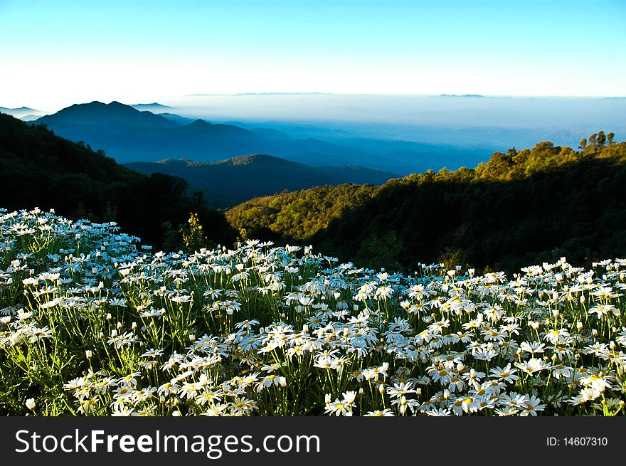 The wite flower on the mountain