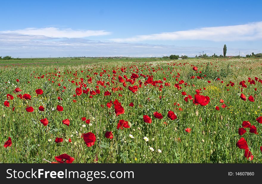 Field full of red poppies somewhere in Romania