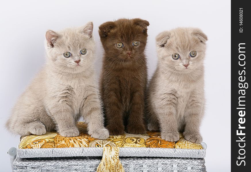 Three Scottish Shorthair kittens sitting on a gray background. Three Scottish Shorthair kittens sitting on a gray background.