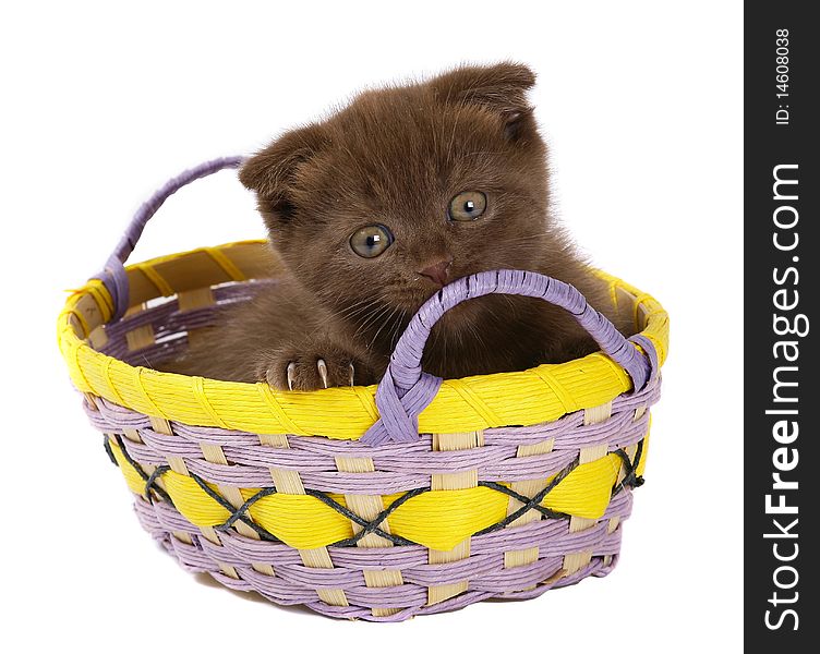 Brown Kitten in yellow basket on a white background. Brown Kitten in yellow basket on a white background.