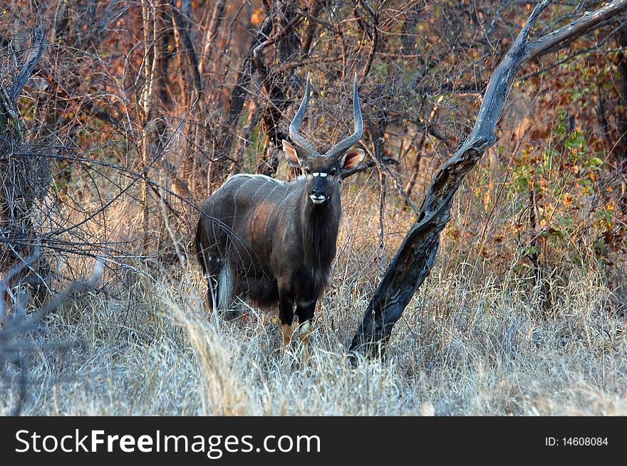 Male Nyala antelope in the Kruger Park, South Africa.