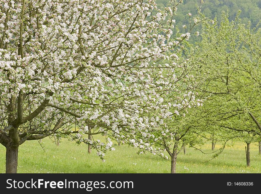 Blossoming Apple Trees