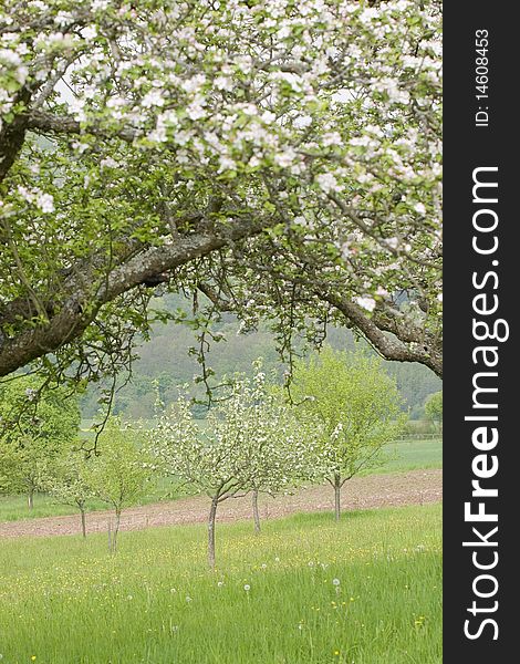 Blossoming apple trees in a springtime orchard