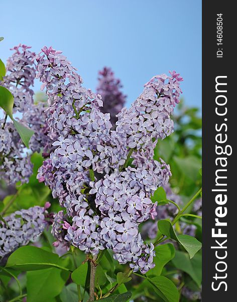 Lilac flower on the blue sky background