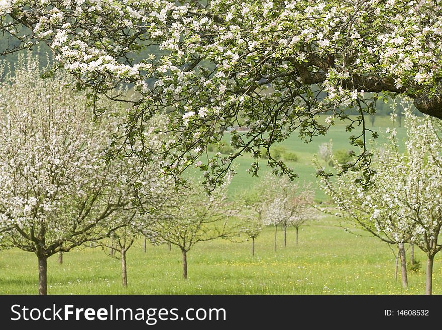 Blossoming apple trees in a springtime orchard