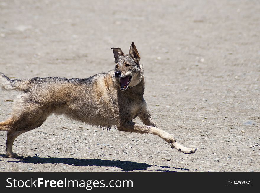 Wild looking dog happily running at a dog park. Wild looking dog happily running at a dog park.