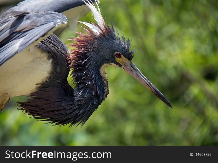 Tricolored heron standing ready for flight.