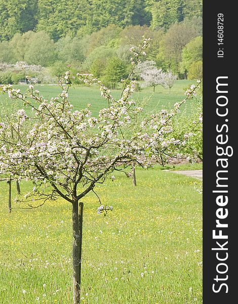 Blossoming apple trees in a springtime orchard