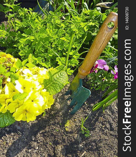 Closeup of yellow flowers with gardening fork. Closeup of yellow flowers with gardening fork