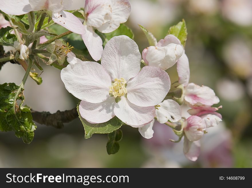 Details of a blossoming apple tree. Details of a blossoming apple tree