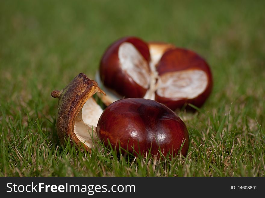 Horse chestnuts on the grass, seen in the Netherlands