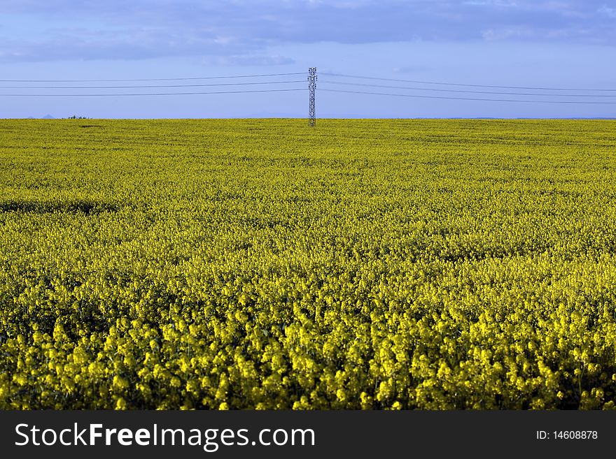 Rape plant and rape field and power line