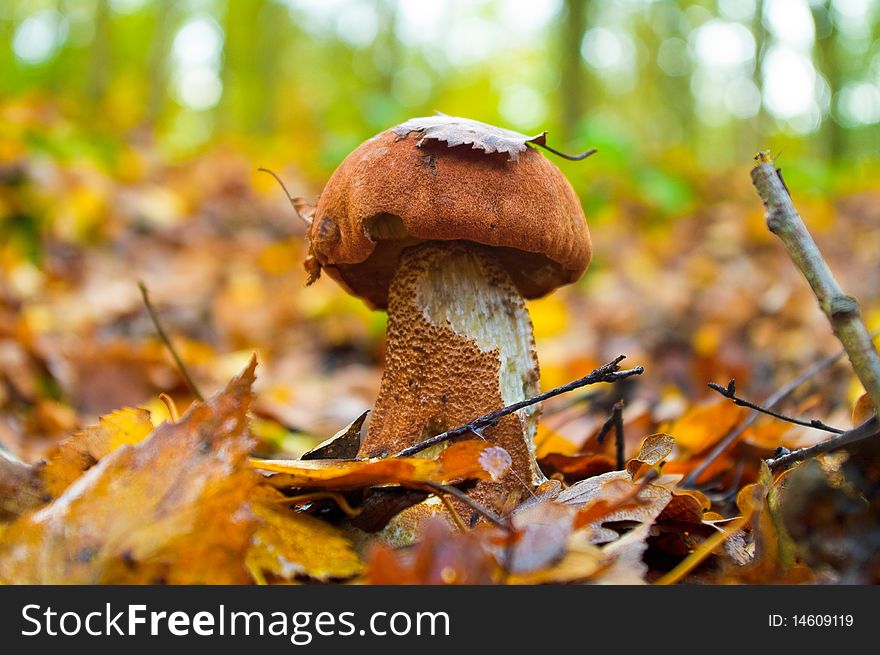 Wild Mushroom in forest with leaves, Autumn, Virginia Waters, UK