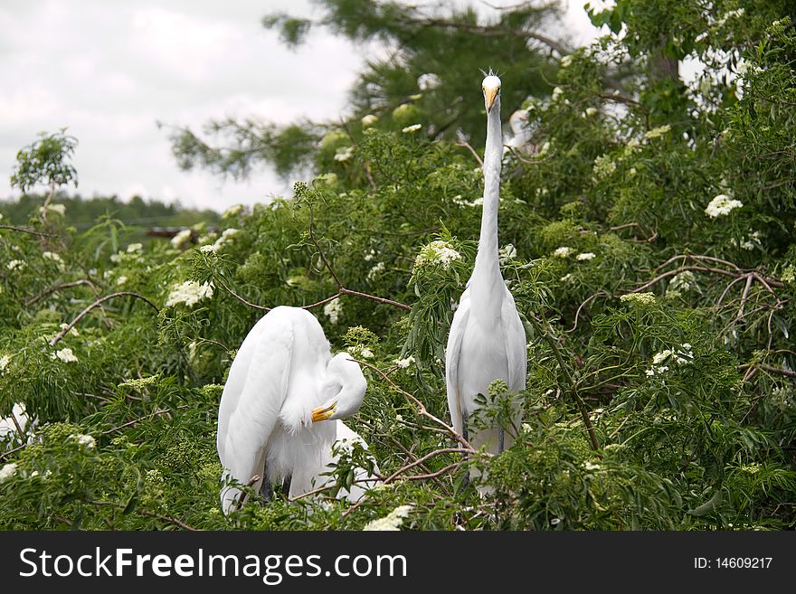 Great Egrets