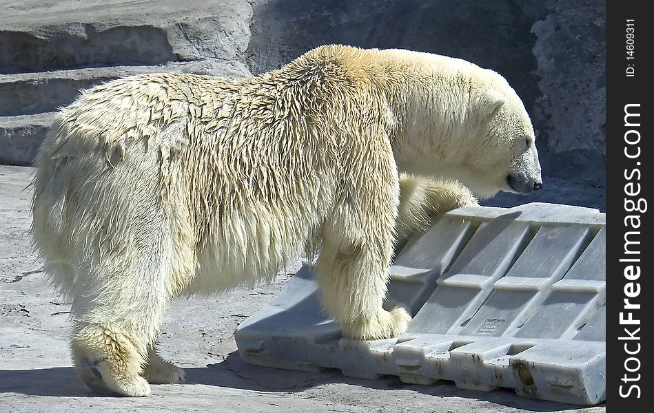 Polar bear. Latin name - Talarctos maritimus. Polar bear. Latin name - Talarctos maritimus