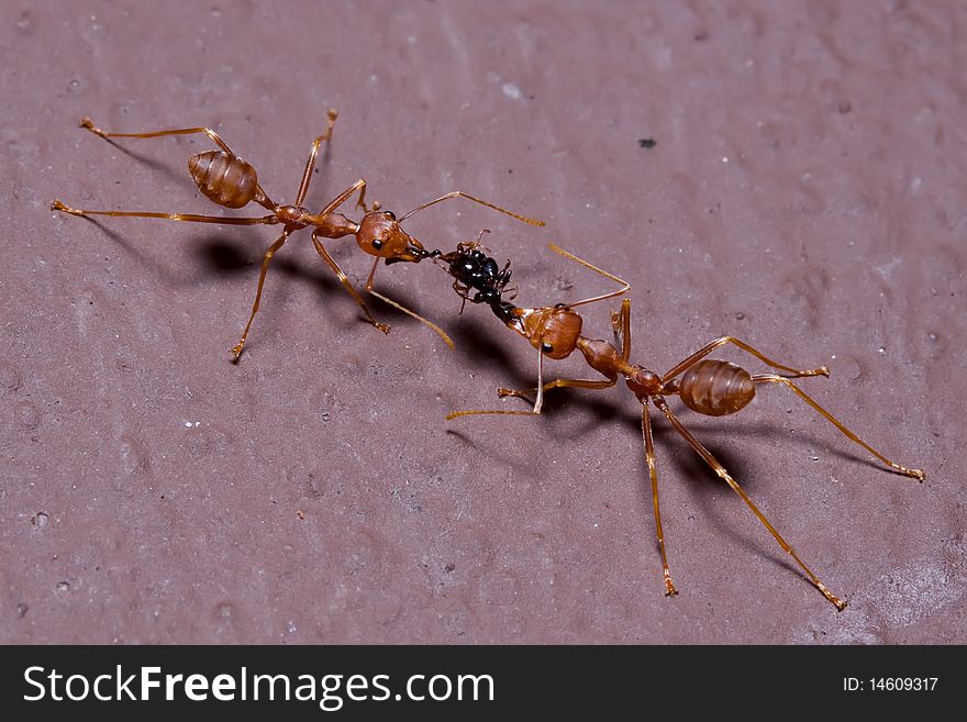 Two tropical ants are fighting
