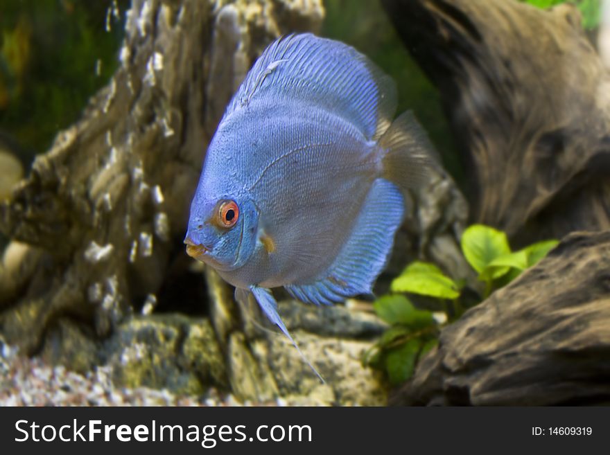 One blue discus in the aquarium