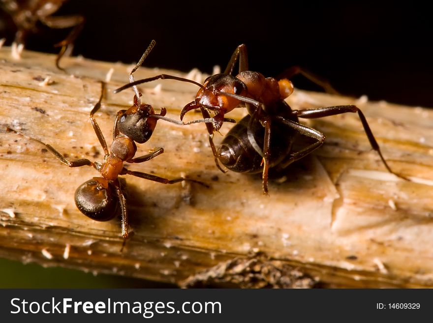 Big ant attacks the small one. Big ant attacks the small one