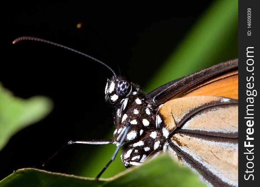 Tropical butterfly with eyes colors like a football ball