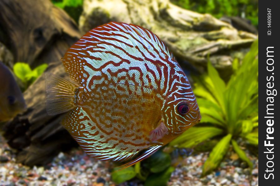 One Stripped Discus