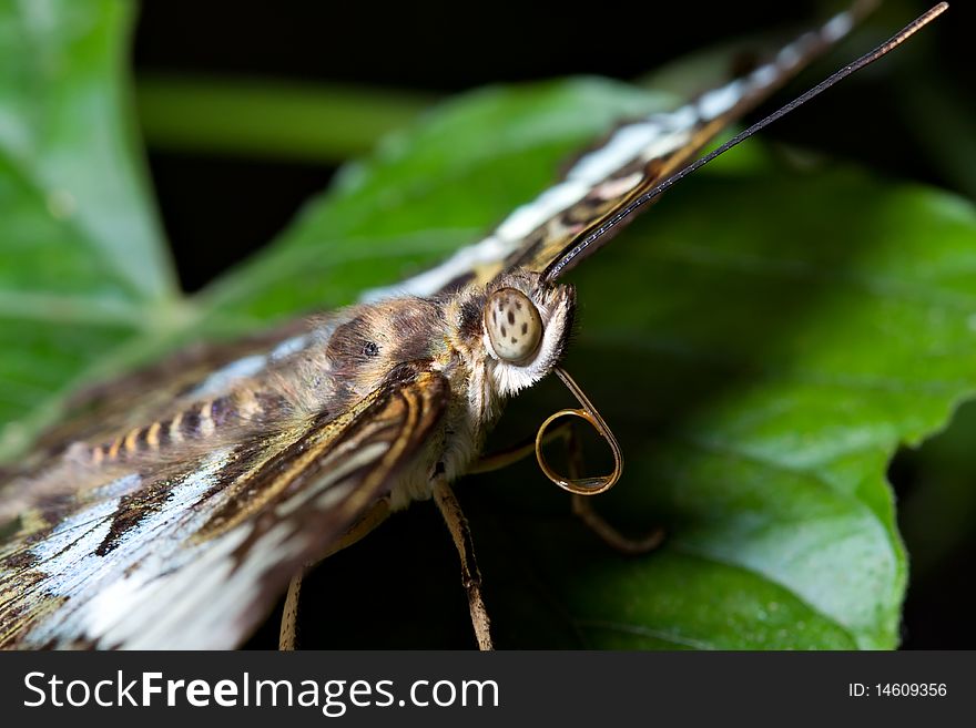 Tropical butterfly with the drop of nectar