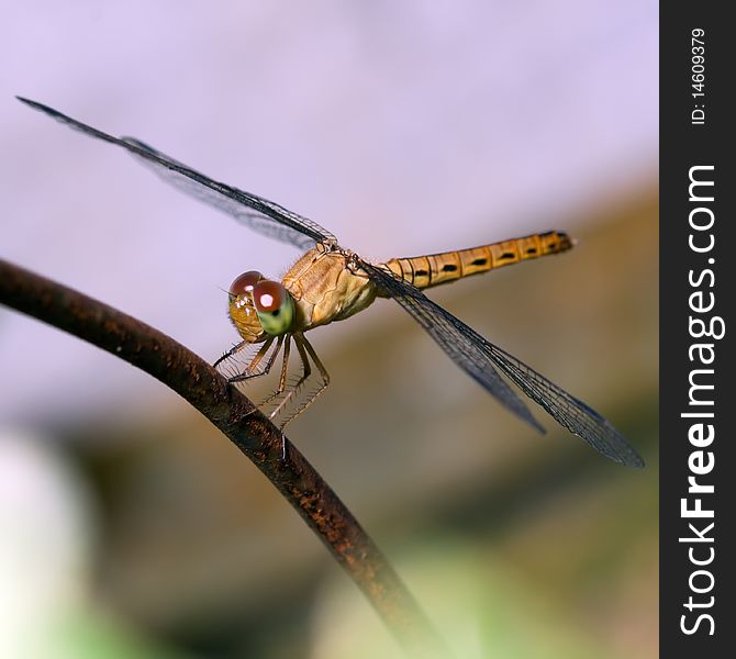 Tropical dragonfly