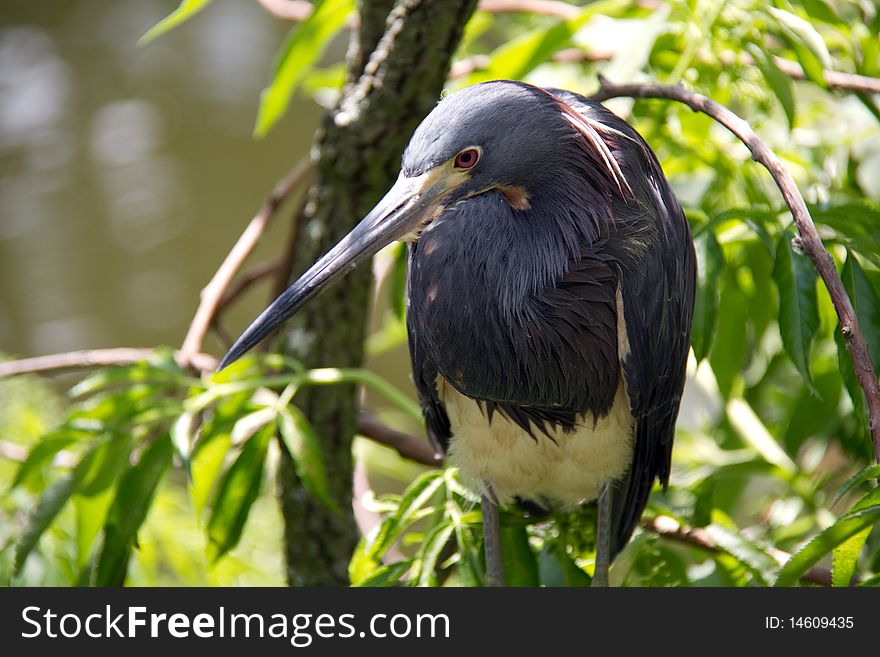 Tricolored heron standing in a tree.