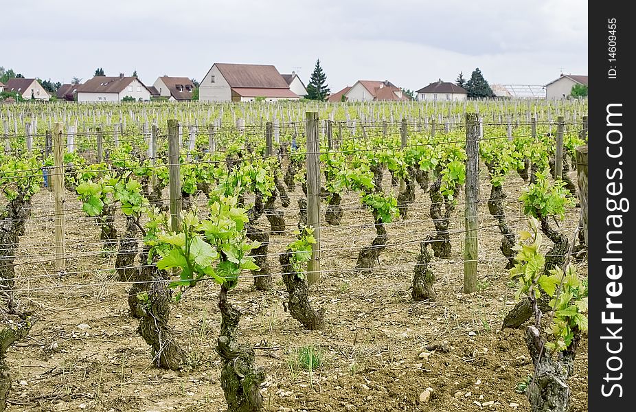 Beautiful Vineyards in spring, Burgundy, France